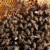 Roztocza zabijają pszczoły
