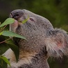 Misie koala omal nie zostały wytrzebione w Australii przez myśliwych