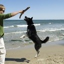 Plaża dla psów