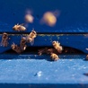 Pszczoły na wymarciu