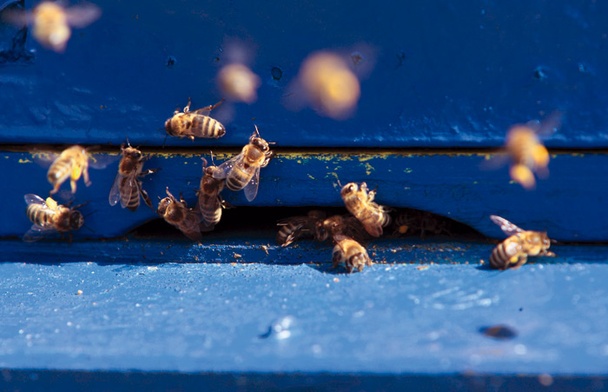 Chemiczni potentaci na wojnie z pszczołami