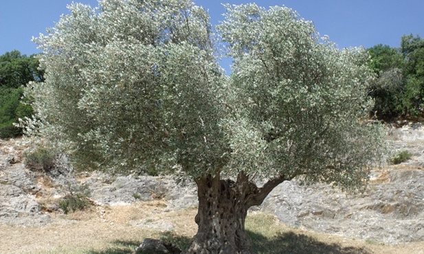 Jak stare są "tysiącletnie" drzewa