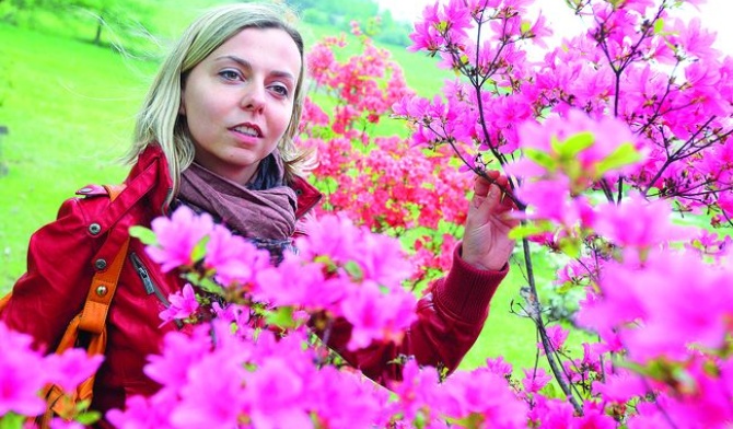 Dumą Śląskiego Ogrodu Botanicznego są różnobarwne azalie.  – W pełnym słońcu te kolory są oszałamiające – zdradza Katarzyna Galej  