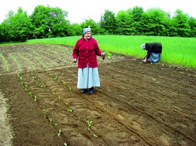Siostry Elwira (pierwszy plan) i Gizela zajęte sadzeniem kapusty 