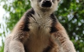 Lemur katta