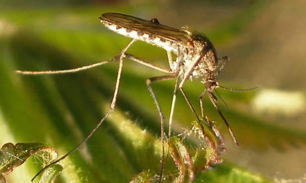 Zabójcze komary atakują!