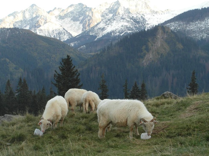 Tatry: Owce na Rusinowej Polanie