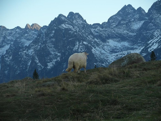 Tatry: Owce na Rusinowej Polanie