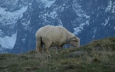 Tatry: Owce na Rusinowej Polanie