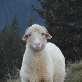 Tatry: Owce na Rusinowej Polanie
