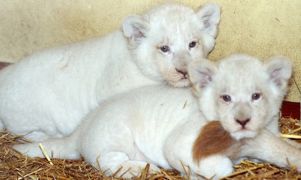 W Serengeti Park w Hodenhagen, w Niemczech przyszły na świat dwa białe lwy