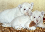 Białe lwiątka