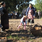 Na polu i na scenie podczas „Festiwalu ziemniaka” w Muzeum Wsi Radomskiej