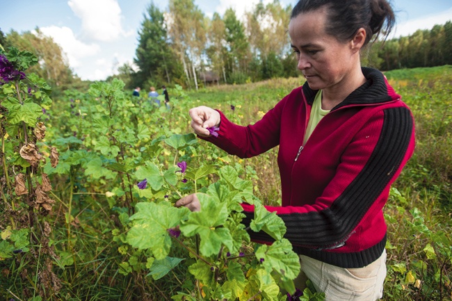  Zbiór ziół na plantacji we wsi Koryciny