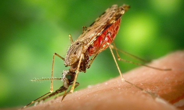 Zmiany klimatyczne przyczyną rozprzestrzeniania się malarii na nowe obszary