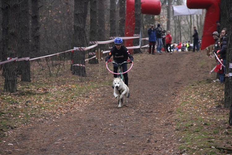 VI Wyścigi Psich Zaprzęgów Wataha Cup