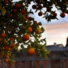 Drzewo pomarańczowe