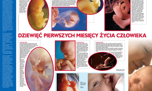 Fazy rozwoju człowieka - ucz i uwrażliwiaj dziecko o(d) początku!