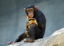 Szympansy wycofane z eksperymentów