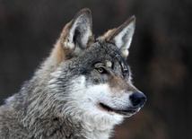 Wiemy więcej o polskich wilkach