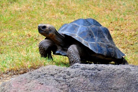 Żółw z Galapagos