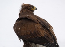 14 młodych orłów opuściło gniazda w Karpatach