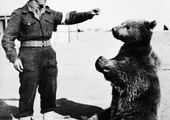 Niedźwiedź który był żołnierzem