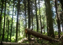 Naukowcy z PAN prognozują: Za kilkadziesiąt lat z polskich lasów może zniknąć 75 proc. drzew