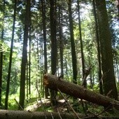 Naukowcy z PAN prognozują: Za kilkadziesiąt lat z polskich lasów może zniknąć 75 proc. drzew