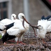 Węże to przysmak  młodych bocianów