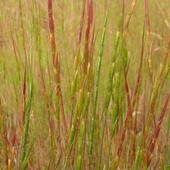 Polak-alergik. Narodowa choroba?