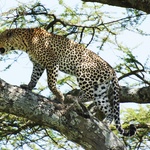 Park Narodowy Serengeti (Tanzania)