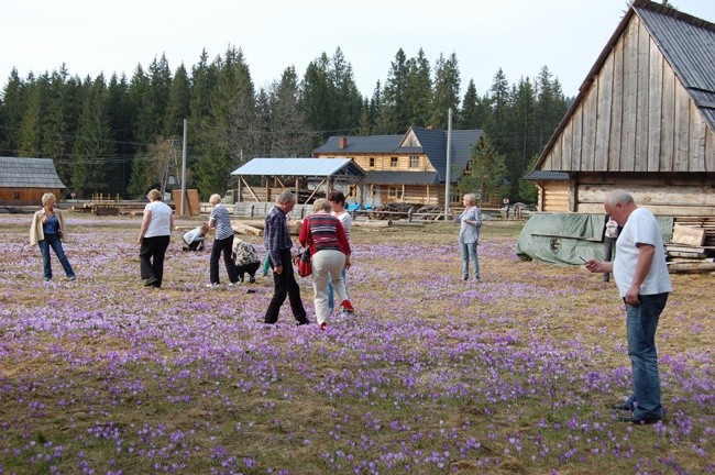 Podhale pełne krokusów