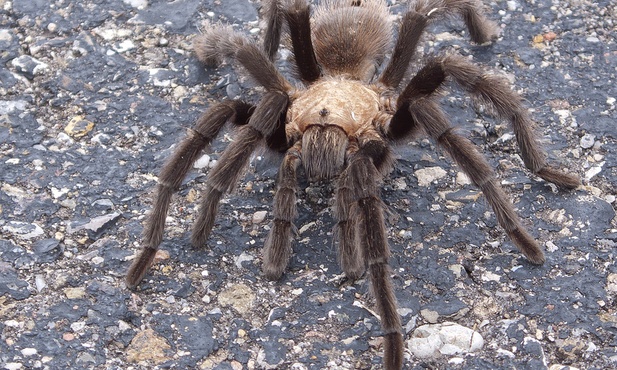 Na Białorusi osiedliły się tarantule