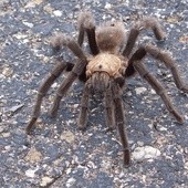 Na Białorusi osiedliły się tarantule