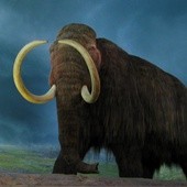 Rosjanie sklonują mamuta?
