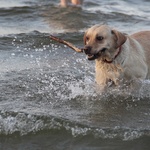 Psia plaża w Sopocie 