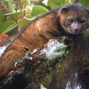 Olinguito