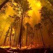 Ogień trawi Yosemite