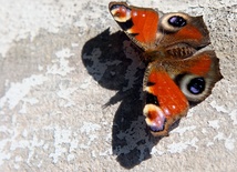 Motyle uważa się czasami za symbol kruchości i krótkotrwałości życia