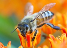 Importowanie pszczół nie należących do rodzimych podgatunków wiąże się z ryzykiem rozprzestrzeniania chorób