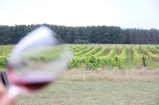 Zielonogórskie winnice: Na Leśnej Polanie i Krucza
