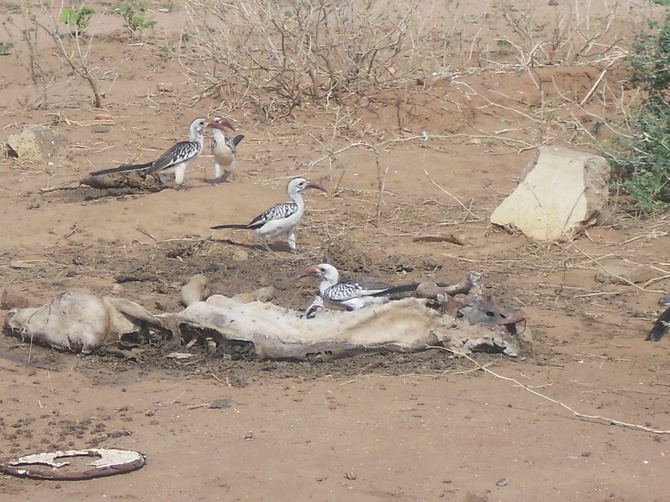 Turkana - ziemia jałowa