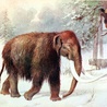 Dlaczego wymarły mamuty?