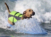 Zawody psich surferów