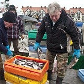  Wyładunek dorszy w usteckim porcie. Rybacy boją się, że ten popularny gatunek może zginąć z głodu