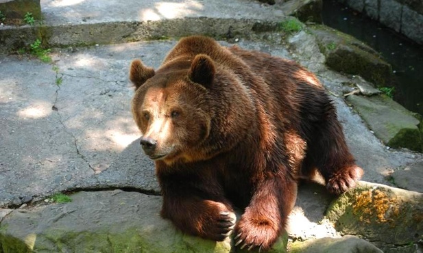 Niedźwiedź brunatny 