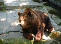 Niedźwiedź brunatny 