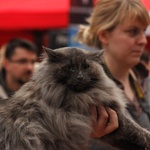 Wystawa Kotów Rasowych w Skierniewicach