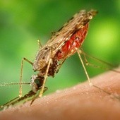Połowiczny sukces w walce z malarią